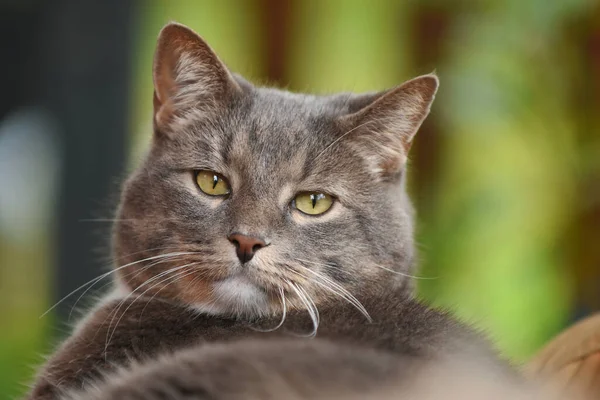 Uma Imagem Gato Macho Cinzento Muito Irritado Olhando Velho — Fotografia de Stock