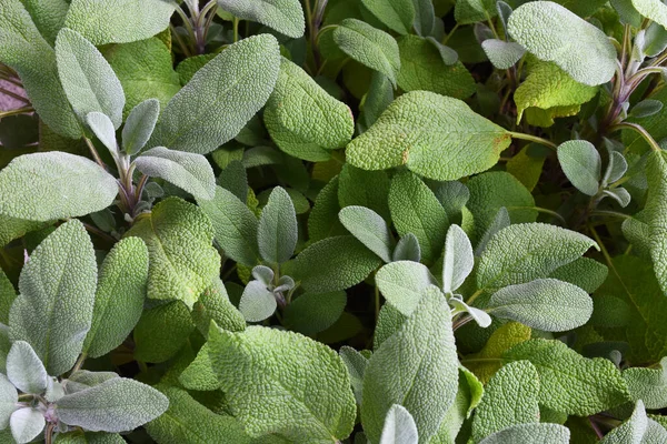 Una Imagen Cerca Una Planta Salvia Blanca Tupida Utilizada Para —  Fotos de Stock
