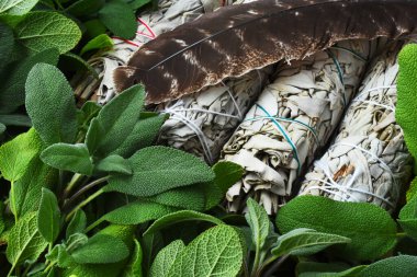 Yeşil adaçayı bitkilerinin ve kurumuş adaçayı lekelerinin üst görünümü. 