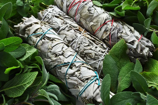 A top view image of green sage plants and dried sage smudge bundles.