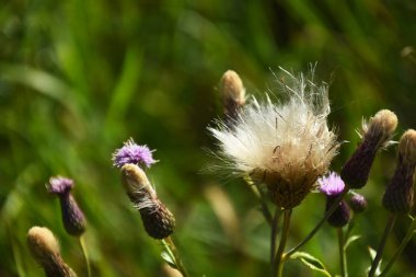 Tohum ekmeye gitmiş yabani süt devedikeni görüntüsü..