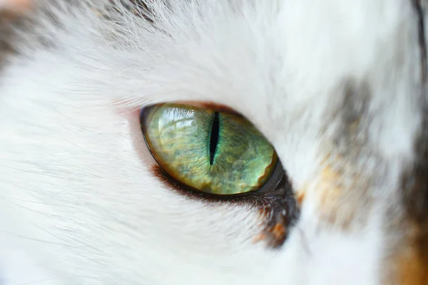 Uma Imagem Extrema Perto Dos Olhos Verdes Jovem Gato Branco — Fotografia de Stock