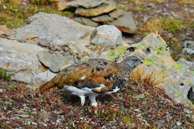 Kahverengi ve beyaz tüylü yüksek irtifalı Ptarmigan 'ın yakın plan görüntüsü. 