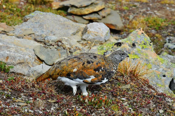 一种高海拔的有着褐色和白色羽毛的翼龙的特写图像 — 图库照片