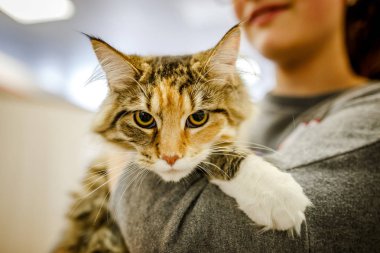 Korkarım evsiz yalnız kedi kafes için ev, biri onu evlat için bekleyen sığınak içinde yatan korkmuş bakışla. Sakin ve sevecen yavru kedi, destek için gönüllü el çalışır