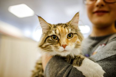Korkarım evsiz yalnız kedi kafes için ev, biri onu evlat için bekleyen sığınak içinde yatan korkmuş bakışla. Sakin ve sevecen yavru kedi, destek için gönüllü el çalışır
