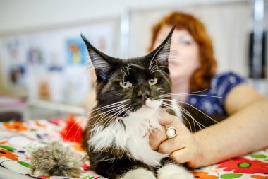 Korkarım evsiz yalnız kedi kafes için ev, biri onu evlat için bekleyen sığınak içinde yatan korkmuş bakışla. Sakin ve sevecen yavru kedi, destek için gönüllü el çalışır