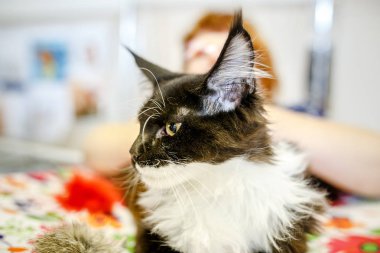 Korkarım evsiz yalnız kedi kafes için ev, biri onu evlat için bekleyen sığınak içinde yatan korkmuş bakışla. Sakin ve sevecen yavru kedi, destek için gönüllü el çalışır