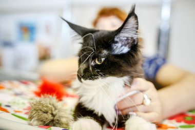 Korkarım evsiz yalnız kedi kafes için ev, biri onu evlat için bekleyen sığınak içinde yatan korkmuş bakışla. Sakin ve sevecen yavru kedi, destek için gönüllü el çalışır