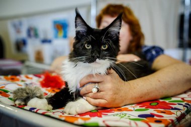 Korkarım evsiz yalnız kedi kafes için ev, biri onu evlat için bekleyen sığınak içinde yatan korkmuş bakışla. Sakin ve sevecen yavru kedi, destek için gönüllü el çalışır