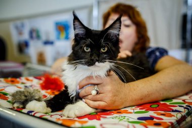 Korkarım evsiz yalnız kedi kafes için ev, biri onu evlat için bekleyen sığınak içinde yatan korkmuş bakışla. Sakin ve sevecen yavru kedi, destek için gönüllü el çalışır