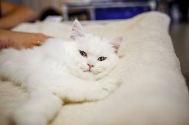 Korkarım evsiz yalnız kedi kafes için ev, biri onu evlat için bekleyen sığınak içinde yatan korkmuş bakışla. Sakin ve sevecen yavru kedi, destek için gönüllü el çalışır