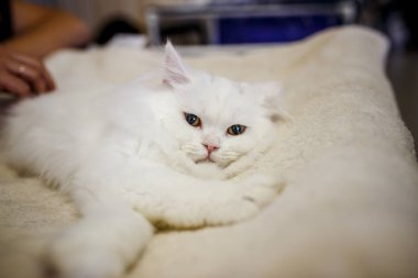 Korkarım evsiz yalnız kedi kafes için ev, biri onu evlat için bekleyen sığınak içinde yatan korkmuş bakışla. Sakin ve sevecen yavru kedi, destek için gönüllü el çalışır