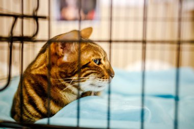 Korkarım evsiz yalnız kedi kafes için ev, biri onu evlat için bekleyen sığınak içinde yatan korkmuş bakışla. Sakin ve sevecen yavru kedi, destek için gönüllü el çalışır