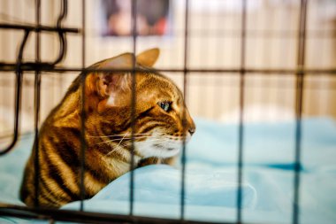 Korkarım evsiz yalnız kedi kafes için ev, biri onu evlat için bekleyen sığınak içinde yatan korkmuş bakışla. Sakin ve sevecen yavru kedi, destek için gönüllü el çalışır