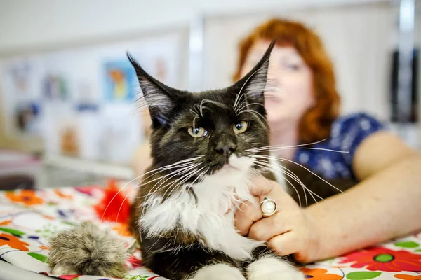 Korkarım evsiz yalnız kedi kafes için ev, biri onu evlat için bekleyen sığınak içinde yatan korkmuş bakışla. Sakin ve sevecen yavru kedi, destek için gönüllü el çalışır