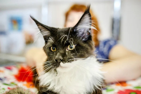 Korkarım evsiz yalnız kedi kafes için ev, biri onu evlat için bekleyen sığınak içinde yatan korkmuş bakışla. Sakin ve sevecen yavru kedi, destek için gönüllü el çalışır