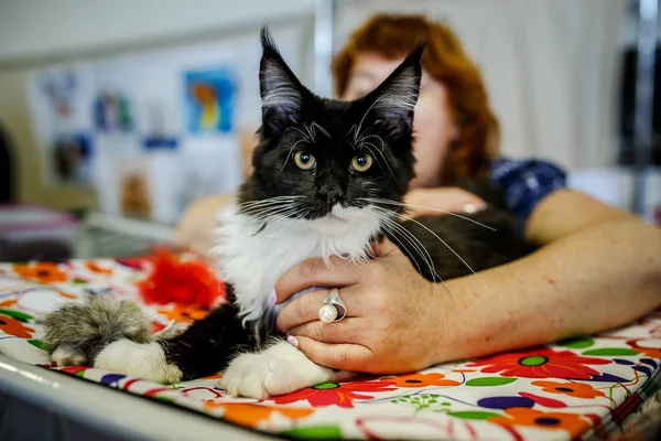 Korkarım evsiz yalnız kedi kafes için ev, biri onu evlat için bekleyen sığınak içinde yatan korkmuş bakışla. Sakin ve sevecen yavru kedi, destek için gönüllü el çalışır
