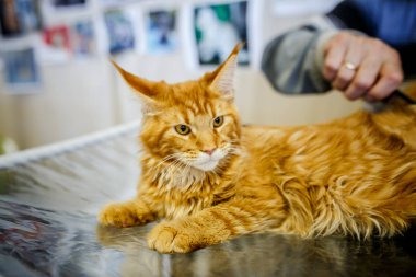 Korkarım evsiz yalnız kedi kafes için ev, biri onu evlat için bekleyen sığınak içinde yatan korkmuş bakışla. Sakin ve sevecen yavru kedi, destek için gönüllü el çalışır