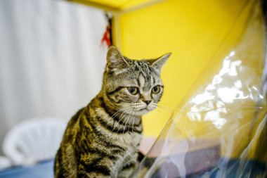 Korkarım evsiz yalnız kedi kafes için ev, biri onu evlat için bekleyen sığınak içinde yatan korkmuş bakışla. Sakin ve sevecen yavru kedi, destek için gönüllü el çalışır