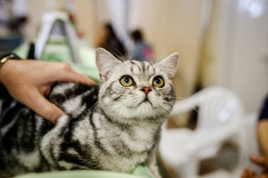 Korkarım evsiz yalnız kedi kafes için ev, biri onu evlat için bekleyen sığınak içinde yatan korkmuş bakışla. Sakin ve sevecen yavru kedi, destek için gönüllü el çalışır