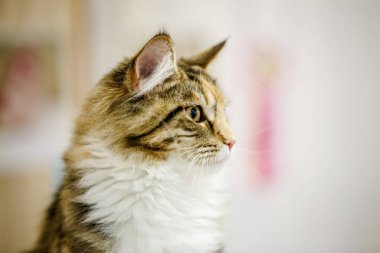 Korkarım evsiz yalnız kedi kafes için ev, biri onu evlat için bekleyen sığınak içinde yatan korkmuş bakışla. Sakin ve sevecen yavru kedi, destek için gönüllü el çalışır