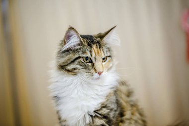 Korkarım evsiz yalnız kedi kafes için ev, biri onu evlat için bekleyen sığınak içinde yatan korkmuş bakışla. Sakin ve sevecen yavru kedi, destek için gönüllü el çalışır