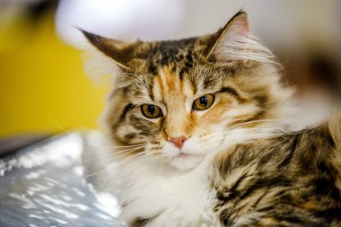 Korkarım evsiz yalnız kedi kafes için ev, biri onu evlat için bekleyen sığınak içinde yatan korkmuş bakışla. Sakin ve sevecen yavru kedi, destek için gönüllü el çalışır