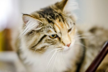 Korkarım evsiz yalnız kedi kafes için ev, biri onu evlat için bekleyen sığınak içinde yatan korkmuş bakışla. Sakin ve sevecen yavru kedi, destek için gönüllü el çalışır