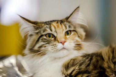 Korkarım evsiz yalnız kedi kafes için ev, biri onu evlat için bekleyen sığınak içinde yatan korkmuş bakışla. Sakin ve sevecen yavru kedi, destek için gönüllü el çalışır