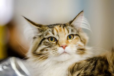 Korkarım evsiz yalnız kedi kafes için ev, biri onu evlat için bekleyen sığınak içinde yatan korkmuş bakışla. Sakin ve sevecen yavru kedi, destek için gönüllü el çalışır