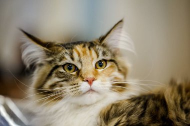 Korkarım evsiz yalnız kedi kafes için ev, biri onu evlat için bekleyen sığınak içinde yatan korkmuş bakışla. Sakin ve sevecen yavru kedi, destek için gönüllü el çalışır