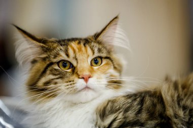 Korkarım evsiz yalnız kedi kafes için ev, biri onu evlat için bekleyen sığınak içinde yatan korkmuş bakışla. Sakin ve sevecen yavru kedi, destek için gönüllü el çalışır