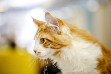 Korkarım evsiz yalnız kedi kafes için ev, biri onu evlat için bekleyen sığınak içinde yatan korkmuş bakışla. Sakin ve sevecen yavru kedi, destek için gönüllü el çalışır