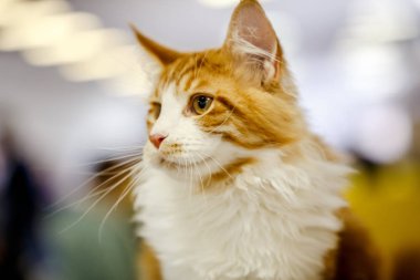 Korkarım evsiz yalnız kedi kafes için ev, biri onu evlat için bekleyen sığınak içinde yatan korkmuş bakışla. Sakin ve sevecen yavru kedi, destek için gönüllü el çalışır