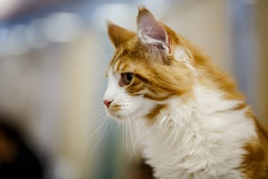 Korkarım evsiz yalnız kedi kafes için ev, biri onu evlat için bekleyen sığınak içinde yatan korkmuş bakışla. Sakin ve sevecen yavru kedi, destek için gönüllü el çalışır