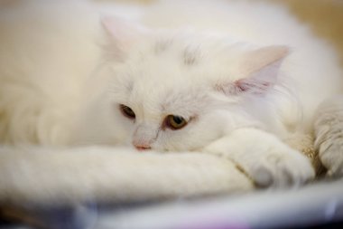 Korkarım evsiz yalnız kedi kafes için ev, biri onu evlat için bekleyen sığınak içinde yatan korkmuş bakışla. Sakin ve sevecen yavru kedi, destek için gönüllü el çalışır