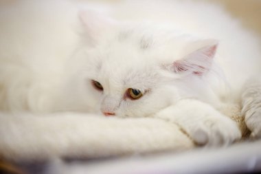 Korkarım evsiz yalnız kedi kafes için ev, biri onu evlat için bekleyen sığınak içinde yatan korkmuş bakışla. Sakin ve sevecen yavru kedi, destek için gönüllü el çalışır