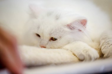 Korkarım evsiz yalnız kedi kafes için ev, biri onu evlat için bekleyen sığınak içinde yatan korkmuş bakışla. Sakin ve sevecen yavru kedi, destek için gönüllü el çalışır