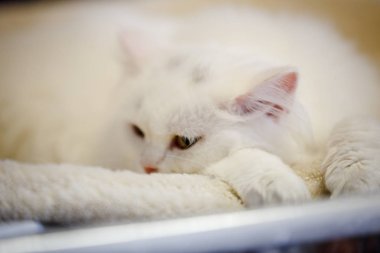 Korkarım evsiz yalnız kedi kafes için ev, biri onu evlat için bekleyen sığınak içinde yatan korkmuş bakışla. Sakin ve sevecen yavru kedi, destek için gönüllü el çalışır