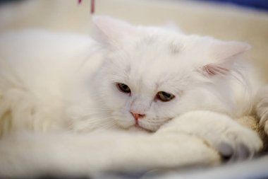 Korkarım evsiz yalnız kedi kafes için ev, biri onu evlat için bekleyen sığınak içinde yatan korkmuş bakışla. Sakin ve sevecen yavru kedi, destek için gönüllü el çalışır