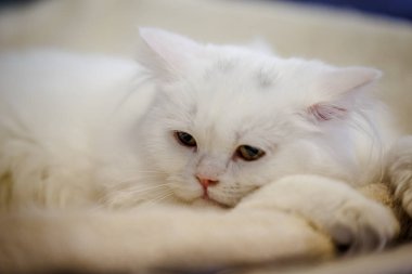 Korkarım evsiz yalnız kedi kafes için ev, biri onu evlat için bekleyen sığınak içinde yatan korkmuş bakışla. Sakin ve sevecen yavru kedi, destek için gönüllü el çalışır