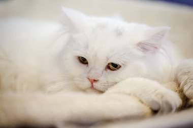 Korkarım evsiz yalnız kedi kafes için ev, biri onu evlat için bekleyen sığınak içinde yatan korkmuş bakışla. Sakin ve sevecen yavru kedi, destek için gönüllü el çalışır