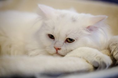 Korkarım evsiz yalnız kedi kafes için ev, biri onu evlat için bekleyen sığınak içinde yatan korkmuş bakışla. Sakin ve sevecen yavru kedi, destek için gönüllü el çalışır