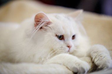 Korkarım evsiz yalnız kedi kafes için ev, biri onu evlat için bekleyen sığınak içinde yatan korkmuş bakışla. Sakin ve sevecen yavru kedi, destek için gönüllü el çalışır