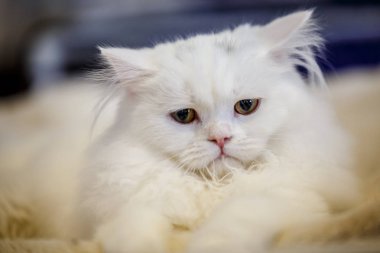 Korkarım evsiz yalnız kedi kafes için ev, biri onu evlat için bekleyen sığınak içinde yatan korkmuş bakışla. Sakin ve sevecen yavru kedi, destek için gönüllü el çalışır