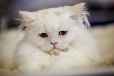 Korkarım evsiz yalnız kedi kafes için ev, biri onu evlat için bekleyen sığınak içinde yatan korkmuş bakışla. Sakin ve sevecen yavru kedi, destek için gönüllü el çalışır