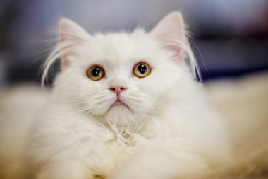 Korkarım evsiz yalnız kedi kafes için ev, biri onu evlat için bekleyen sığınak içinde yatan korkmuş bakışla. Sakin ve sevecen yavru kedi, destek için gönüllü el çalışır