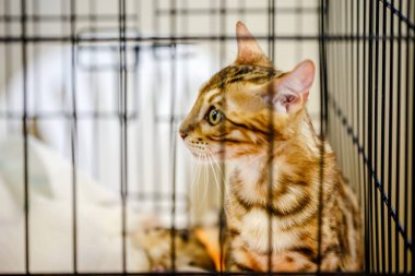 Korkarım evsiz yalnız kedi kafes için ev, biri onu evlat için bekleyen sığınak içinde yatan korkmuş bakışla. Sakin ve sevecen yavru kedi, destek için gönüllü el çalışır