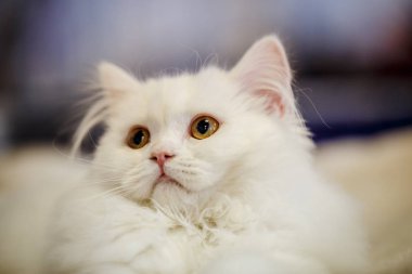 Korkarım evsiz yalnız kedi kafes için ev, biri onu evlat için bekleyen sığınak içinde yatan korkmuş bakışla. Sakin ve sevecen yavru kedi, destek için gönüllü el çalışır